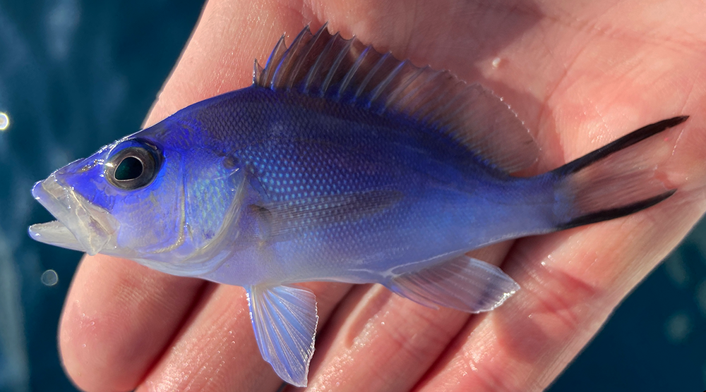 Please add Blue Hamlet, Hypoplectrus gemma